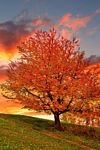 pic for autumn tree  